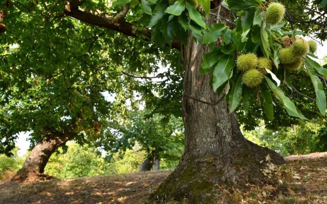 Tre alberi per salvare il pianeta